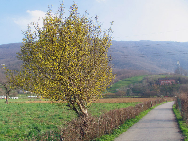 Cornus mas L. - Corniolo maschio